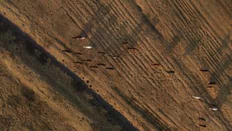 Top-down-view-of-Wild-Horses-in-Kayseri-at-Sunrise-in-Turkey---aerial-drone-shot