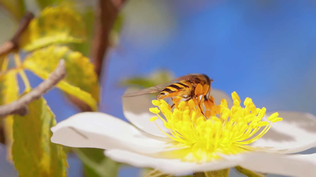 moscas hoverflies, moscas de flores o moscas syrphid, insectos de la familia syrphidae. se disfrazan de insectos peligrosos avispas y abejas. los adultos de muchas especies se alimentan principalmente de néctar y polen de flores.
