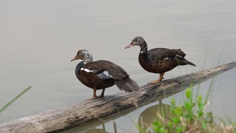 Two-individuals-facing-to-the-left-while-standing-on-the-log-and-the-one-on-the-right-moves-closer-to-the-other-as-it-turns-around,-White-winged-Duck-Asarcornis-scutulata,-Thailand