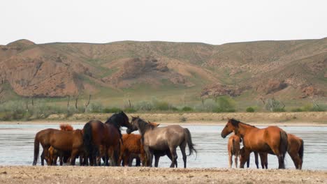 the enchanting world of free-range horses and playful baby foals as they converge by the fast-flowing river, having a refreshing drink in summer overcast weather. majestic mountains as backdrop