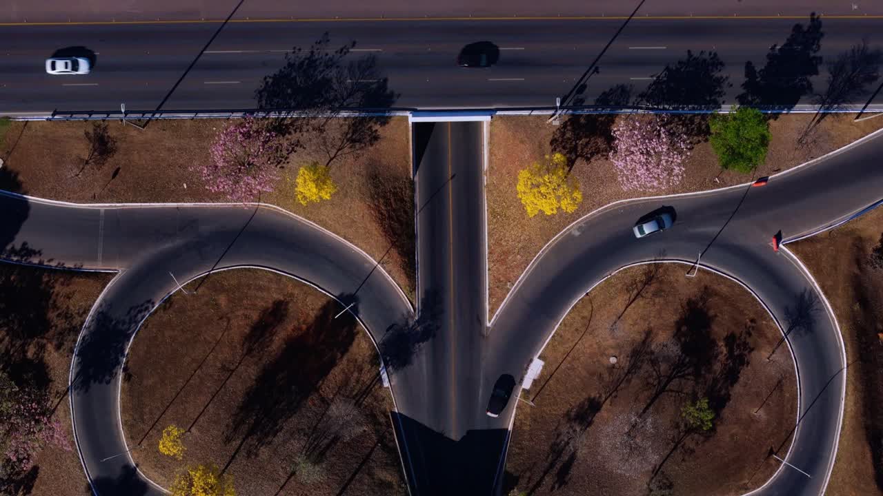 브라질 의 노란색 이페 나무 들 의 세부 사항 - 브라질