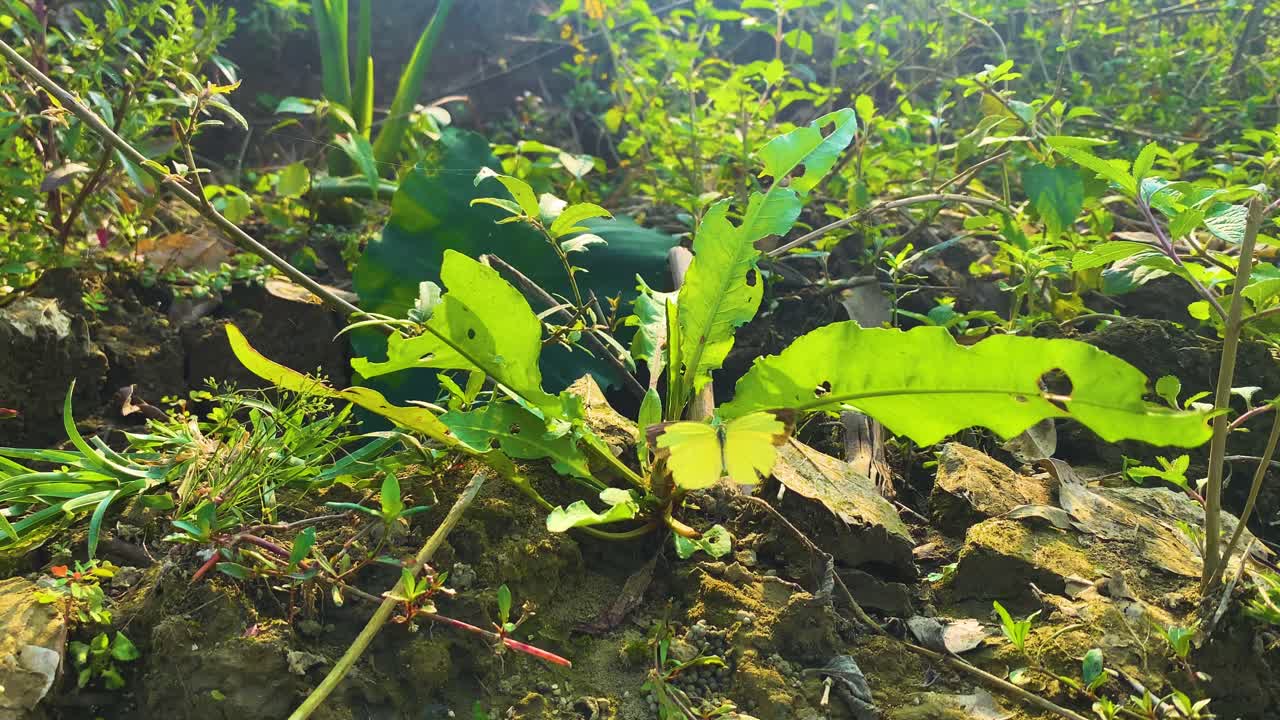 Common Grass Yellow Butterfly On A Garden In Rural Bangladesh - Close Up