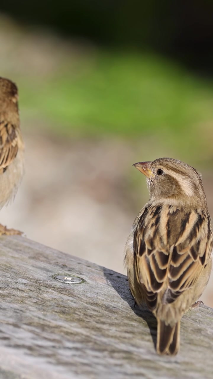 Due passeri riposano su una superficie di legno, circondati da una vegetazione sfocata, catturati in una luce naturale soffusa.