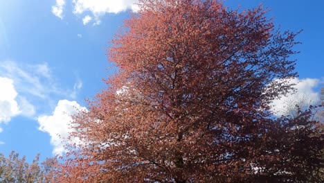 Árbol-De-Playa-Y-Cielos-Azules-De-Otoño-En-Waterford,-Irlanda,-En-Una-Fresca-Mañana-De-Otoño