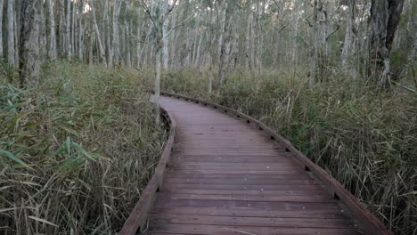 Handheld-Wide-Shot-Melaleuca-Boadwalk-Trail,-Parque-De-Conservación-Del-Lago-Coombabah,-Costa-Dorada,-Queensland