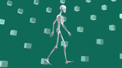 animation of human skeleton and 3d shapes over blue background