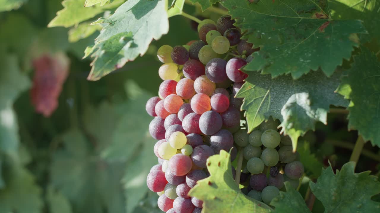 Close up shot of the wine grapes shining in the morning sunlight. Tuscany, Italy.