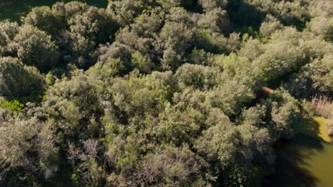 aerial view of a forest and lake