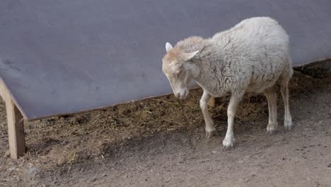 small cute sheep scratching its white fur, stable shot