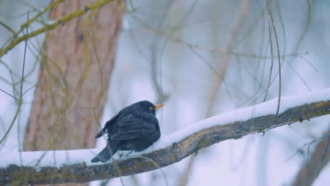 blackbird sitting on snow covered branch outside