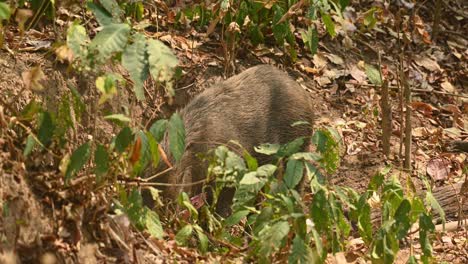 Wild-Boar,-Sus-Scrofa,-4K-footage,-Huai-Kha-Kaeng-Wildlife-Sanctuary,-Thailand