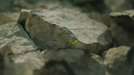 Insecto-Verde-En-Una-Piedra-En-El-Verano-En-Las-Montañas