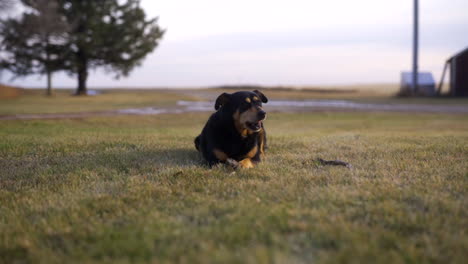 Pet-rotweiler-laying-down-on-grass-on-farm