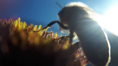 Abeja-De-Miel-En-Una-Flor-De-Jardín-3