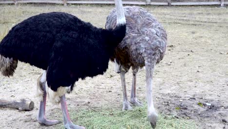 two african ostrich eating grass