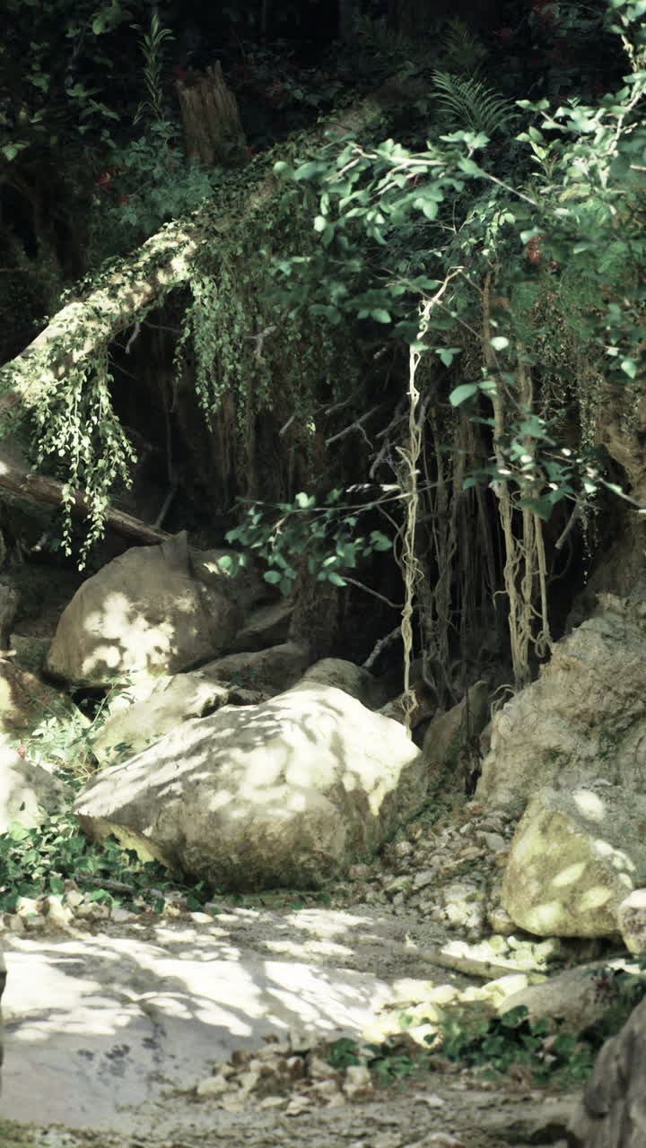 Dense forest clearing with large rocks and greenery in bright sunlight