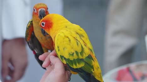dos loros coloridos en una mano