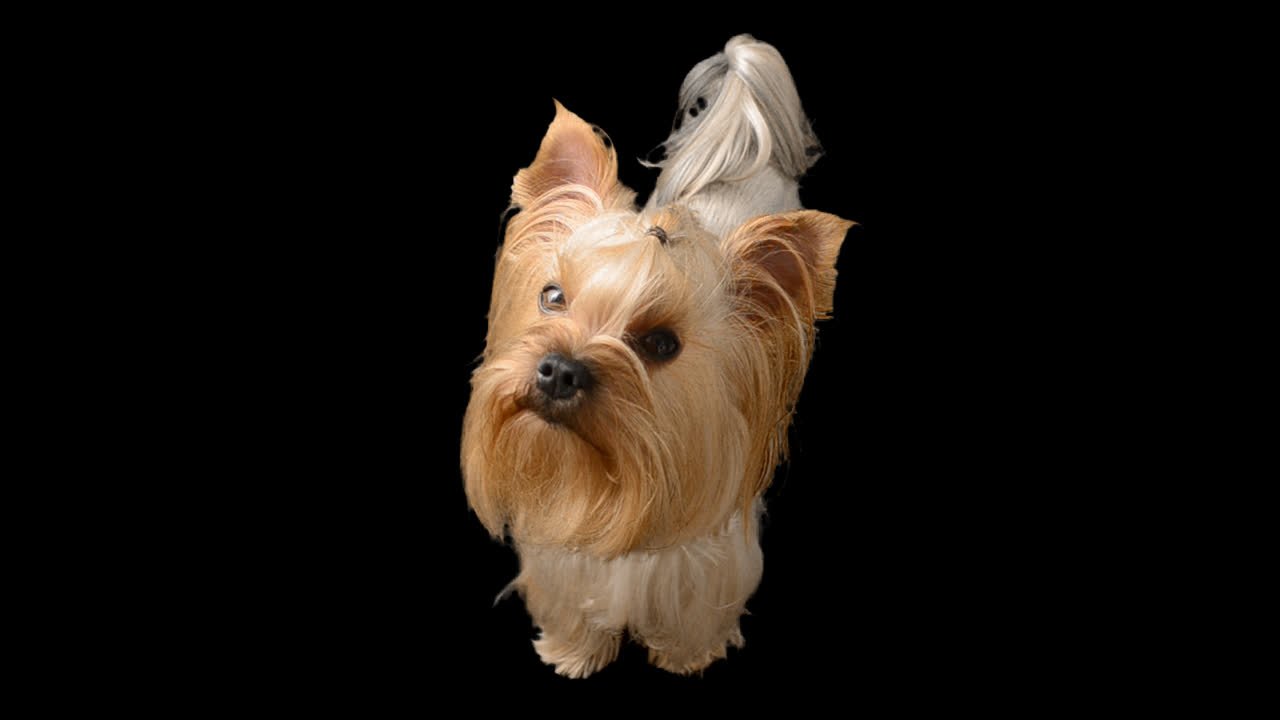 Yorkshire terrier. Canale alfa incluso.