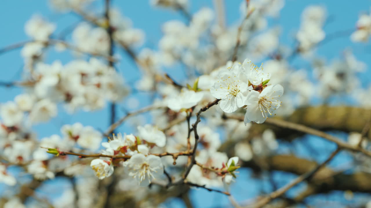 Un ramo di albicocchi in fiore contro un cielo azzurro