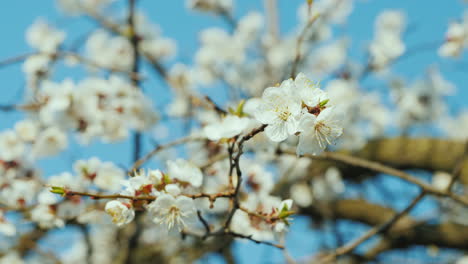 Una-Rama-De-Albaricoques-En-Flor-Contra-Un-Cielo-Azul