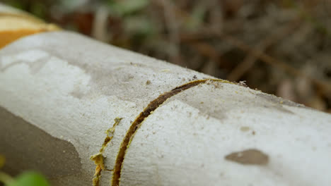 tronco de árbol con un corte entre 4k