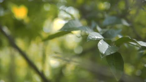 rain drops on green leaves in the forest