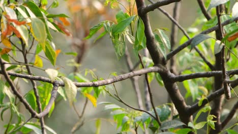 Perched-for-a-moment-and-then-flies-away,-Black-crested-Bulbul-ssp-johnsoni-Rubigula-flaviventris-johnsoni,-Thailand