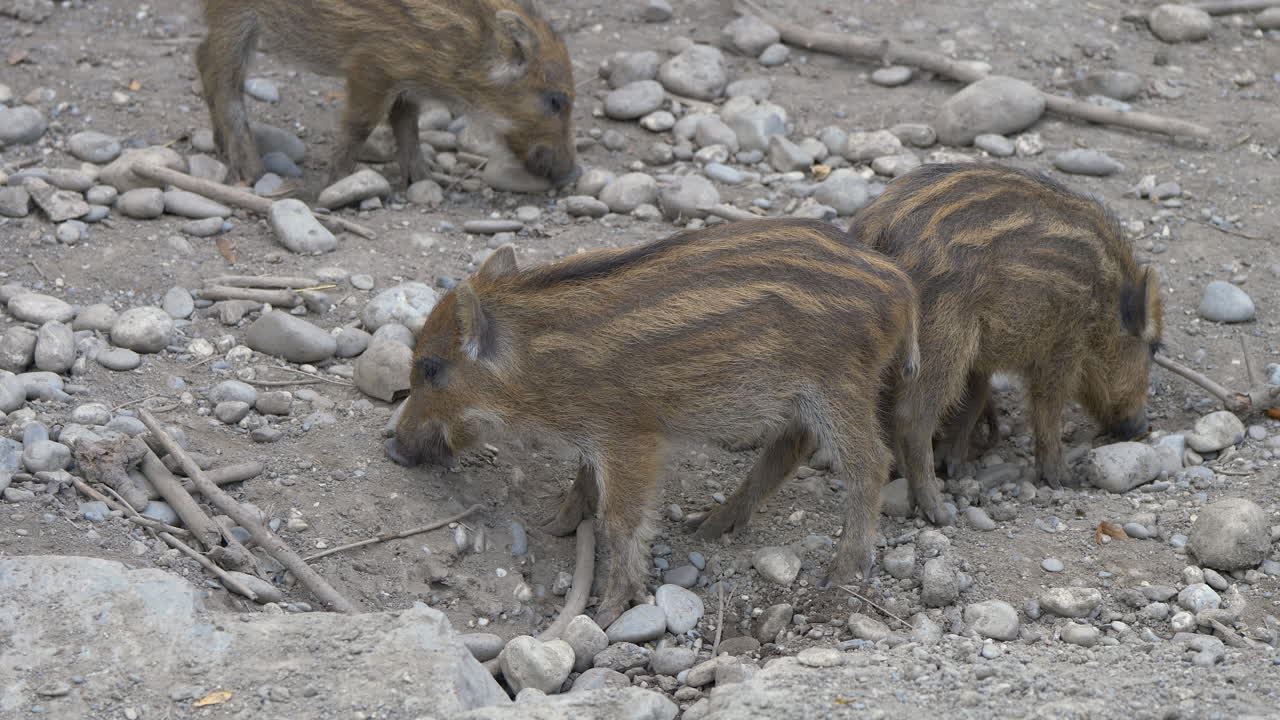 Famiglia di giovani cinghiali in cerca di cibo su terreno sassoso di giorno - Fattoria di campagna vicino a montagne rocciose alpine in Svizzera