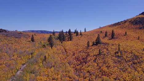 Fall-Colors-at-Sage-Hen-Summit-in-Mono-County,-California---Aerial-orbit-shot-showing-the-changing-leaves-and-the-Eastern-Sierra-Mountains