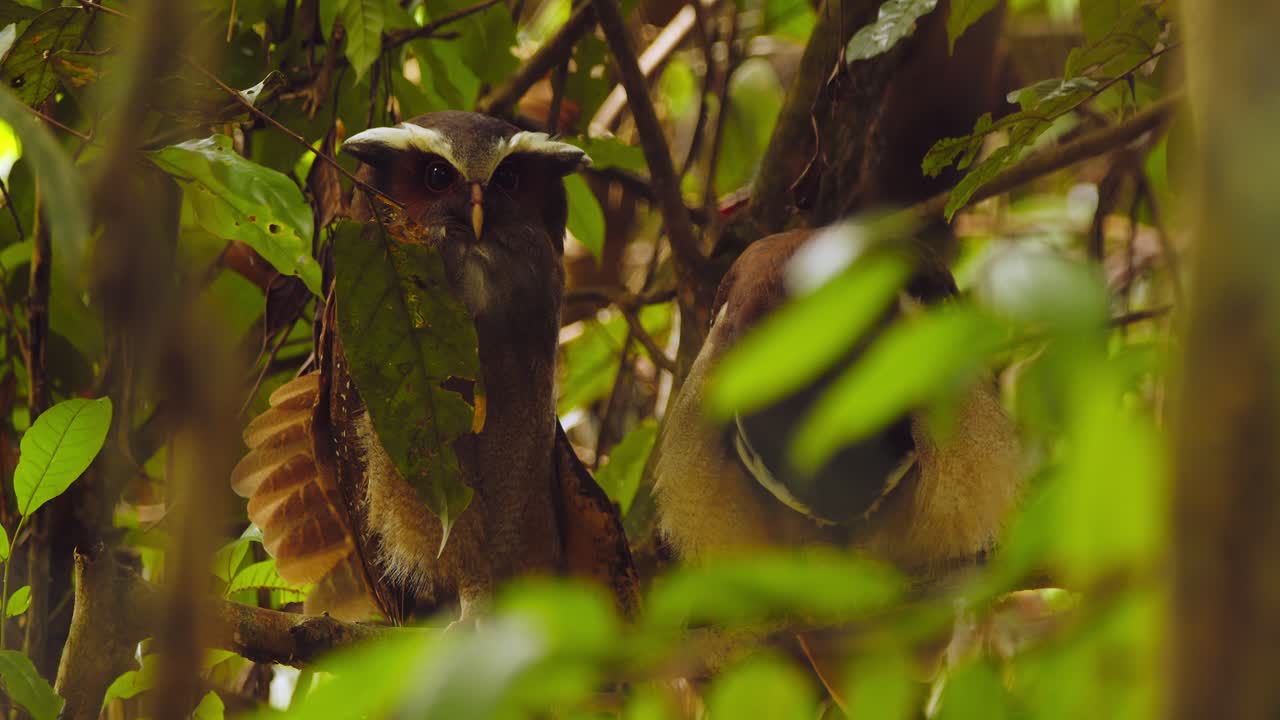 una pareja de búhos de cresta posados en el árbol arreglándose y estirando sus alas por la mañana juntos