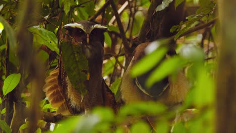 crested owl pair perched in the tree preening and stretching their wing in the morning together