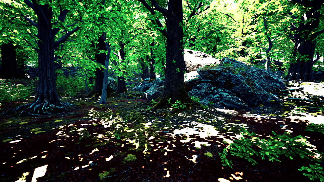 빛으로 가득 찬 숲의 장면