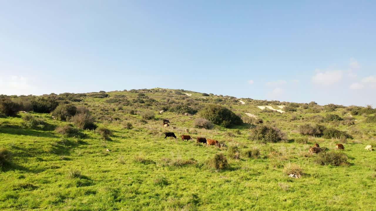Cows Grazing on a Hillside Pasture
