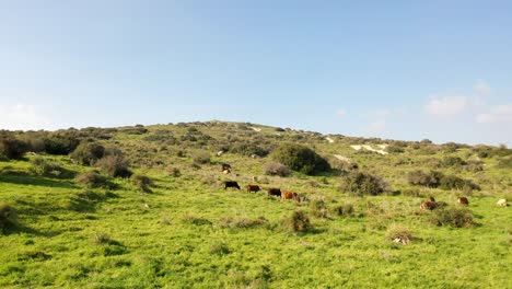 cows grazing on a hillside pasture