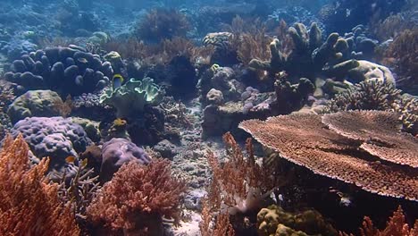 un hermoso arrecife de coral poco profundo en el triángulo de coral