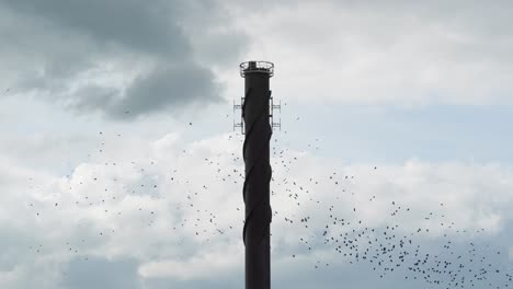 Vogelschwarm,-Der-An-Einem-Bewölkten-Tag-Um-Einen-Industrieschornstein-Fliegt