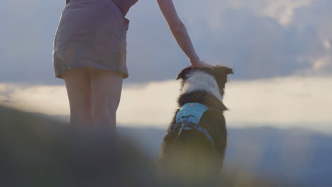 enjoying the mountain top view in vermont with a border collie