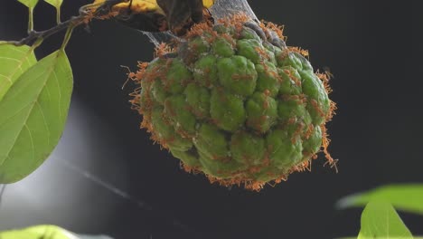 Rote-Ameisen---Frucht---Grünes-Blatt