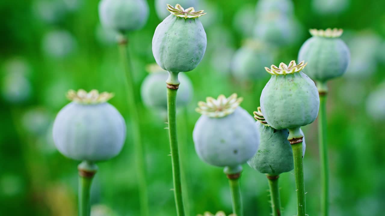 Polong Biji Poppy Hijau Bergoyang Lembut di Ladang