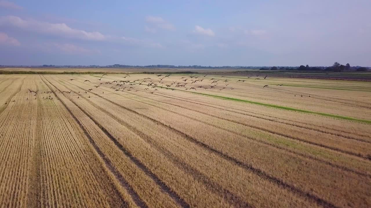 Aerial view of a large flock of bean goose taking up in the air, yellow agricultural field, sunny autumn day, autumn bird migration, wide angle drone shot moving forward-1