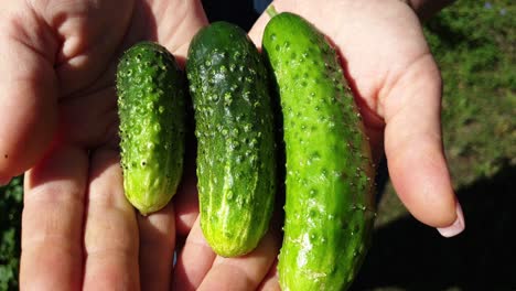 a female farmer holds a ripe cucumber, organic vegetables for a healthy diet