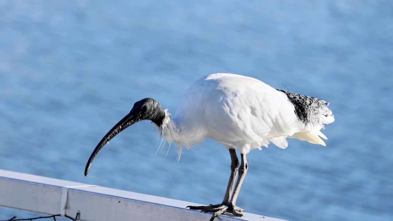 이비스가 운하 레일링에 서서 움직이고 있습니다.
