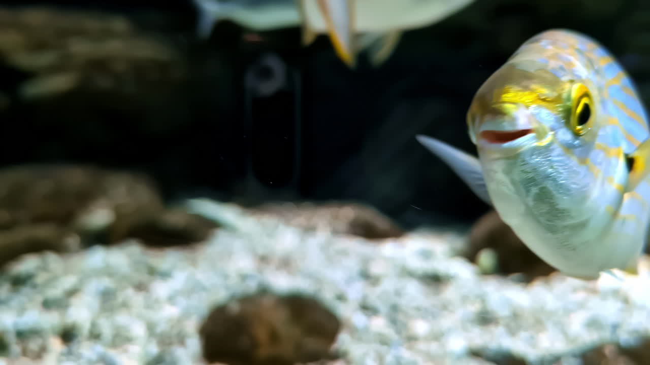 полосатая рыба плавает в океане с гравийным дном, крупный план