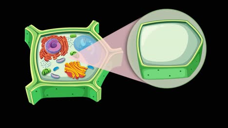 animation illustrating plant cell anatomy with focus on cytoplasm and cell membrane, featuring smooth transitions and clear labeling