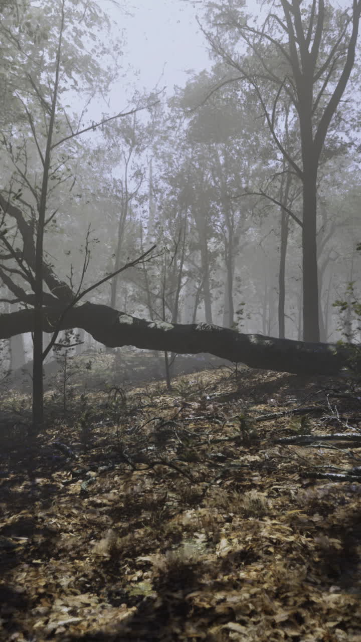 Mysterious forest shrouded in fog with fallen branches and golden leaves