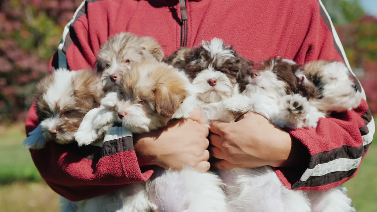 강아지로 가득 찬 팔을 가진 남자