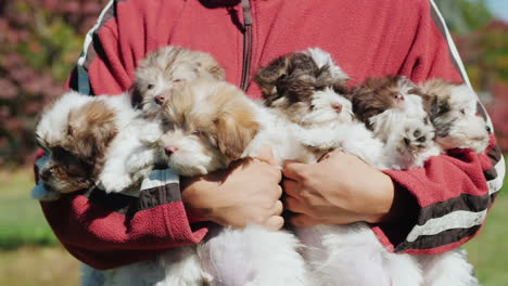 hombre con los brazos llenos de cachorros