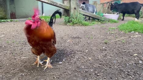 gallo de gallo con plumas marrones en la granja