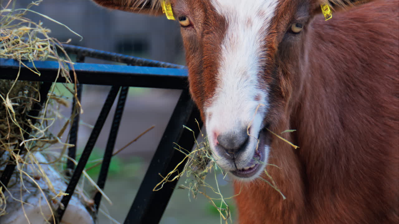 Close up of a Brown and white goat eating hay