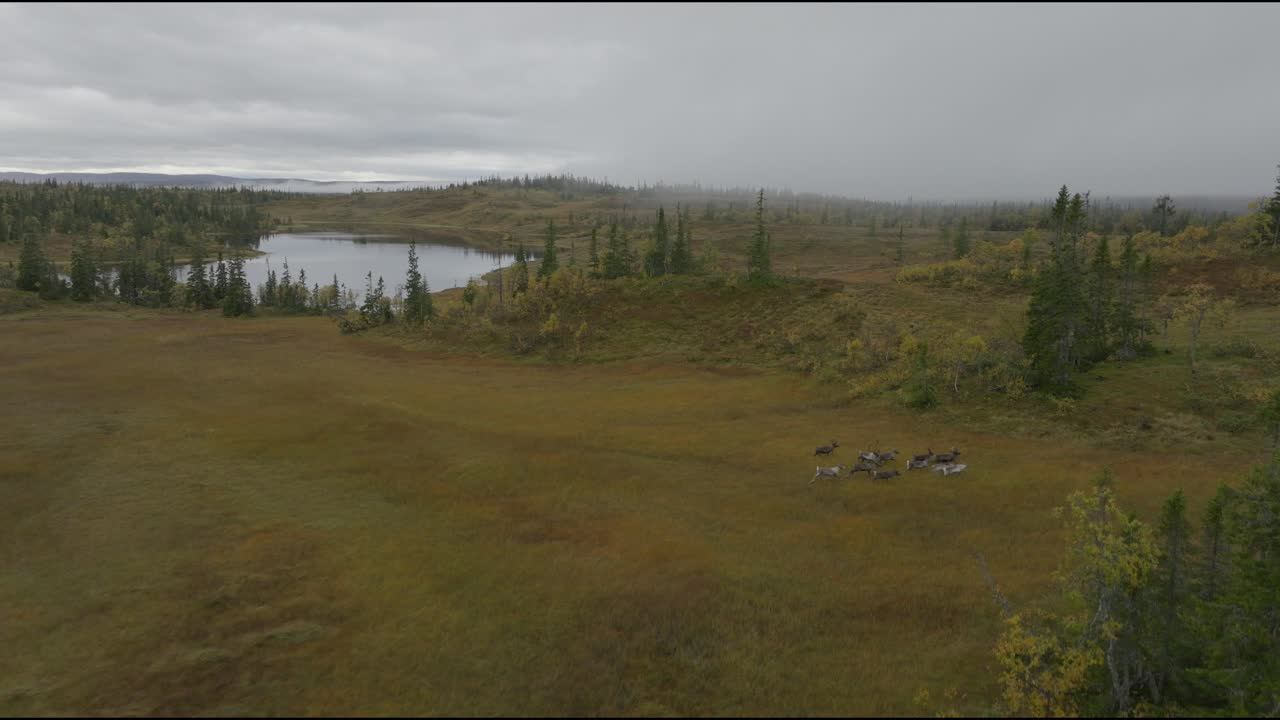 туманные воздушные кадры дронов на стае оленей, у озера в шведских горах